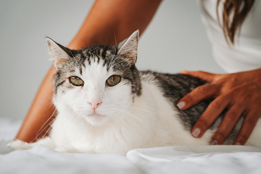 From Scratching Posts to Snuggles: Thriving in Your Cat's World