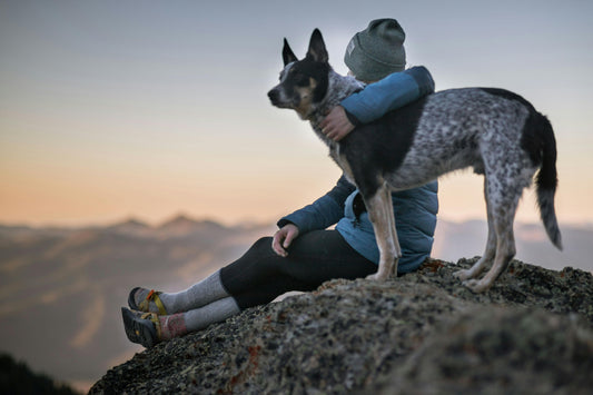 Paws-itive Vibes: Why Our Pets Make Life Better