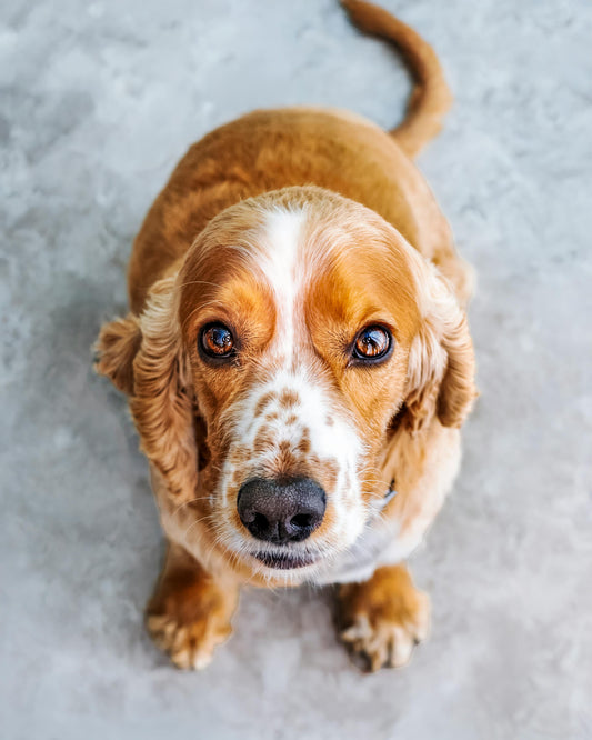 Beyond the Bad Breath: A Comprehensive Guide to Cleaning Your Dog's Teeth